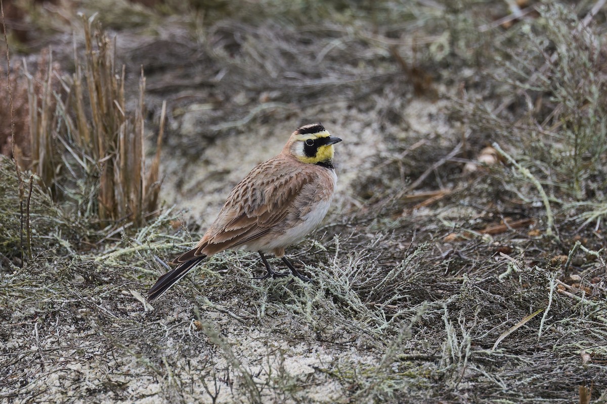 ハマヒバリ - ML652564262