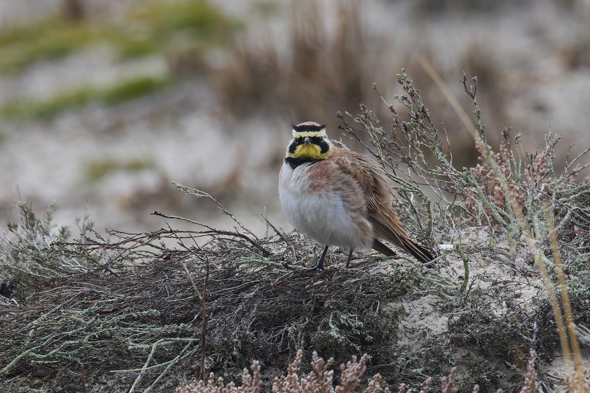 ハマヒバリ - ML652564268