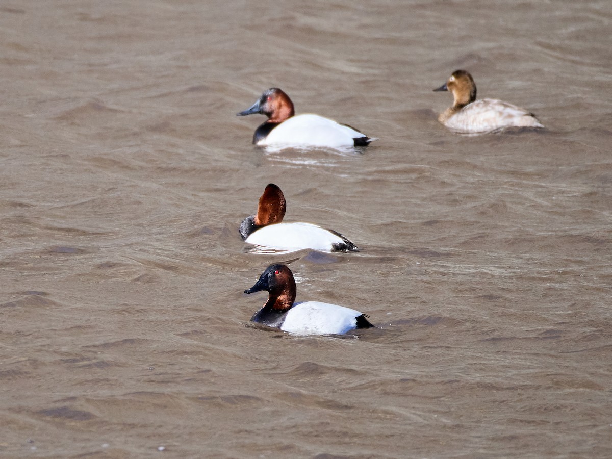 Murgilari bizkarzuria - ML652564339