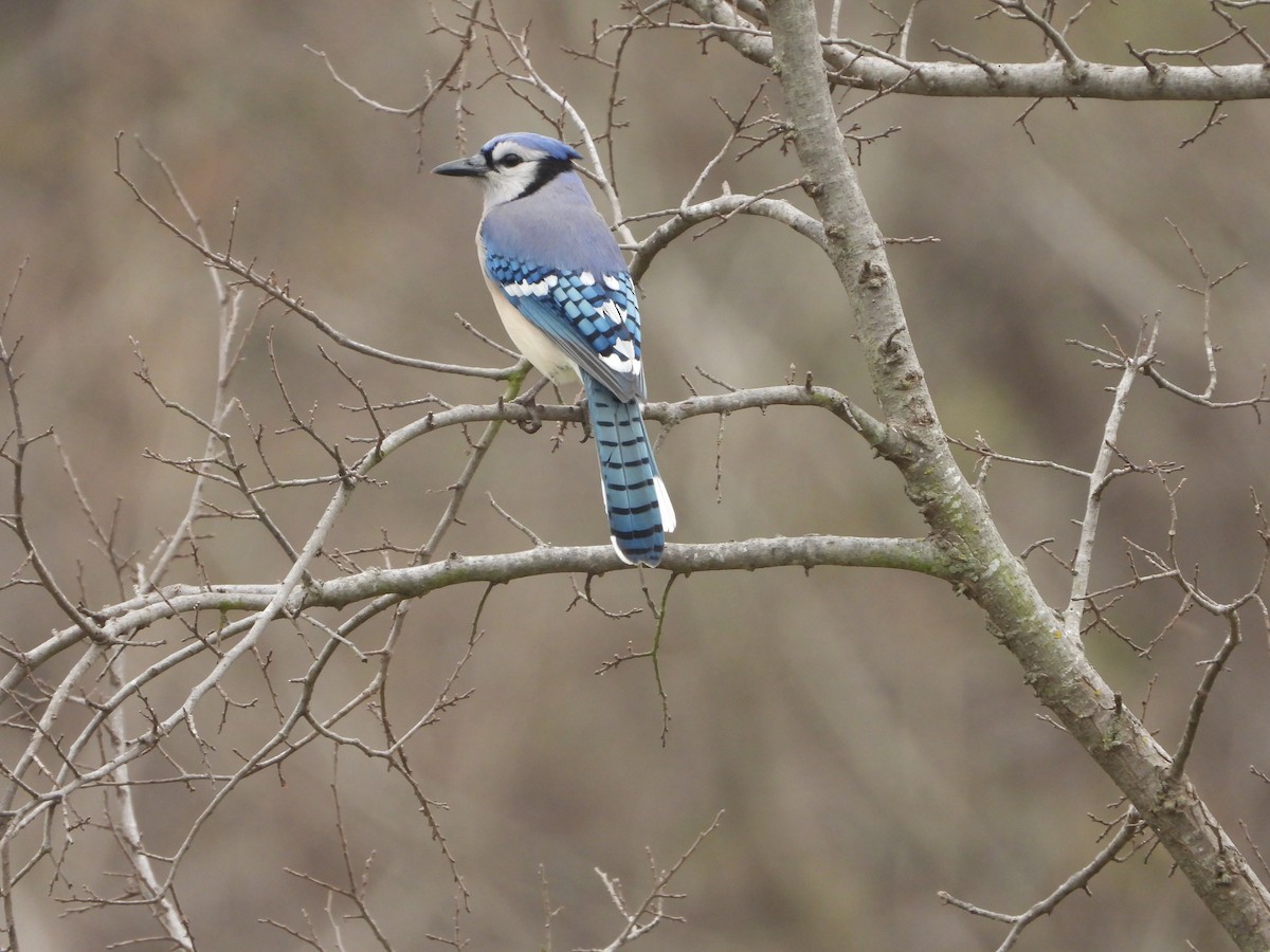 Blue Jay - ML652564391