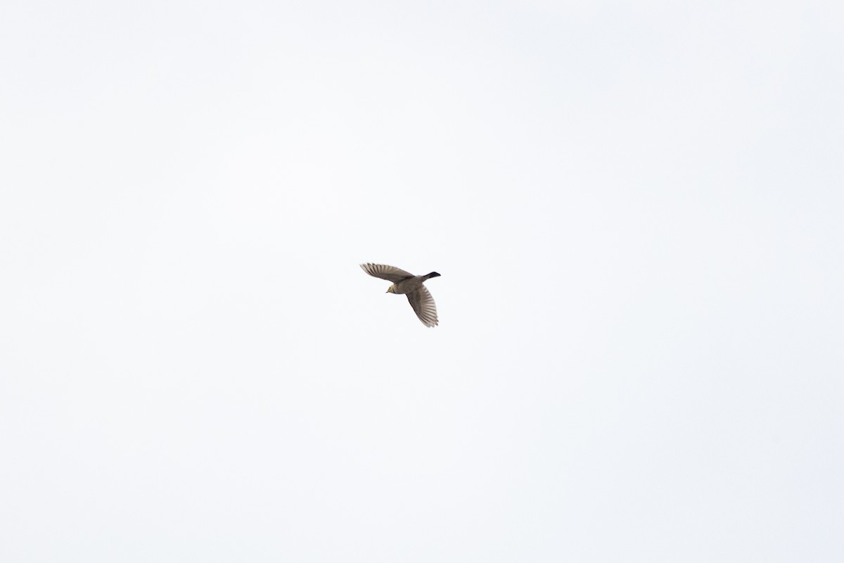 ハマヒバリ - ML652564418