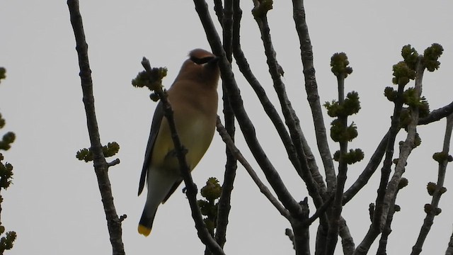 Cedar Waxwing - ML652564475