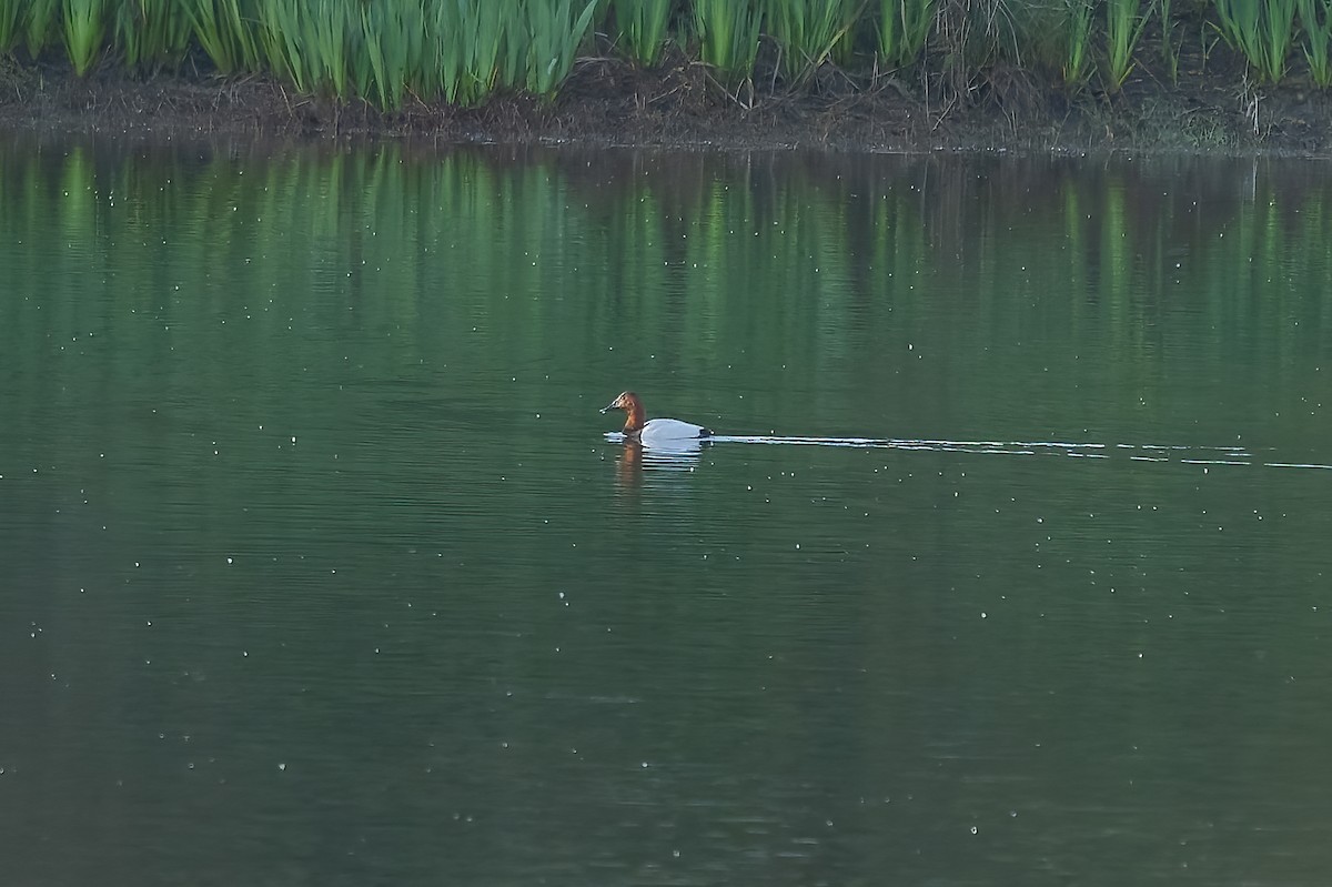 Murgilari bizkarzuria - ML652564516