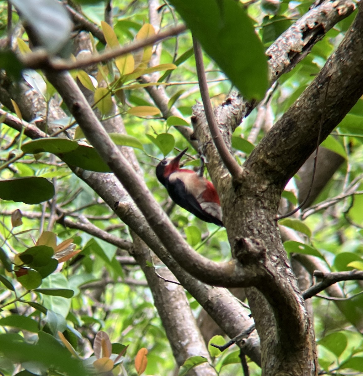 Puerto Rican Woodpecker - ML652564567