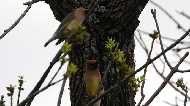 Cedar Waxwing - ML652564585