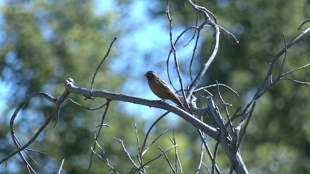 Cinnamon-breasted Bunting - ML652564644