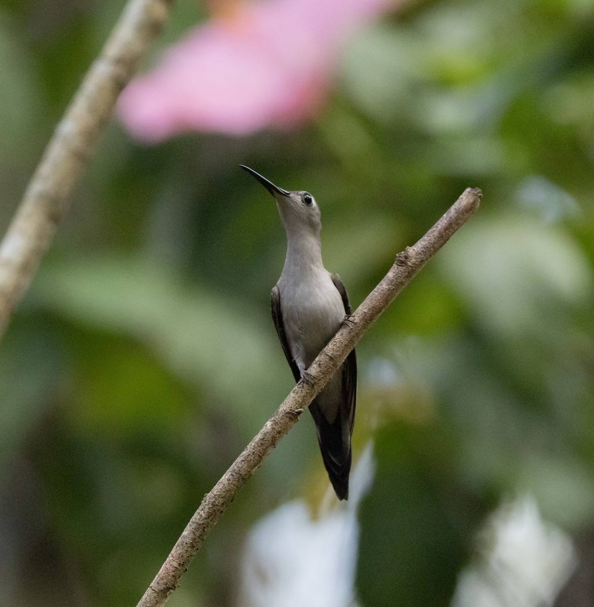 Colibrí Ruiseñor - ML652564781