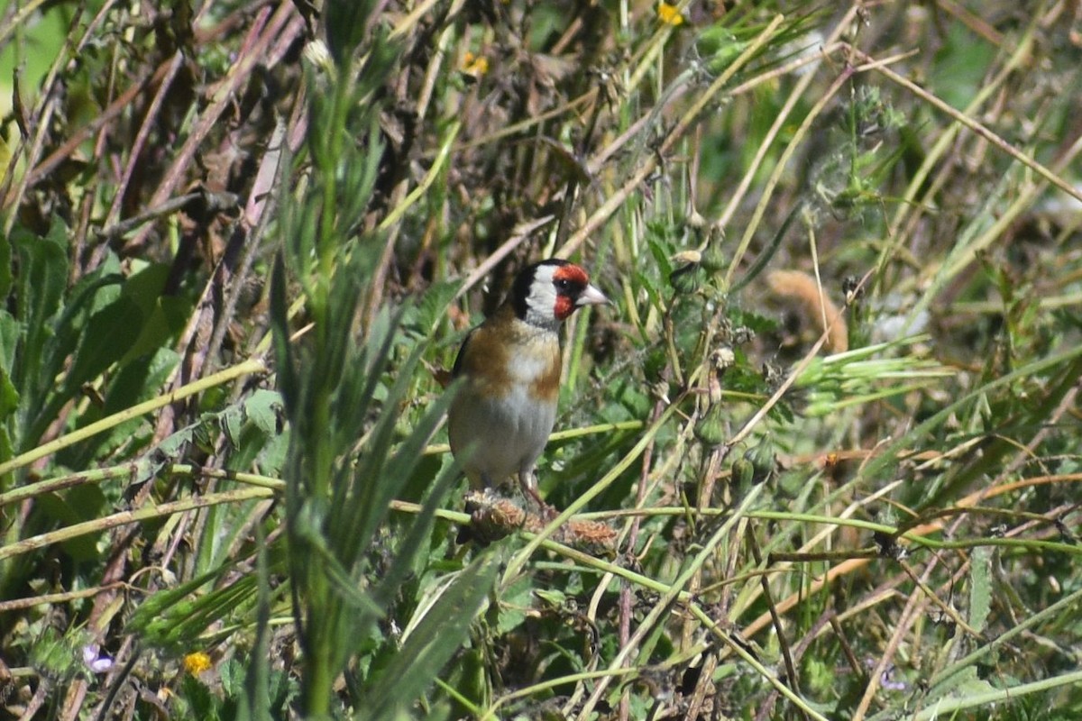 European Goldfinch - ML652565766
