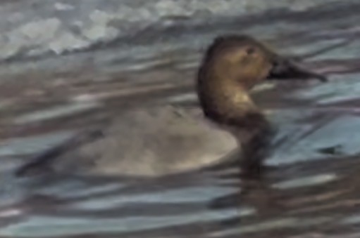 Canvasback - ML652565804