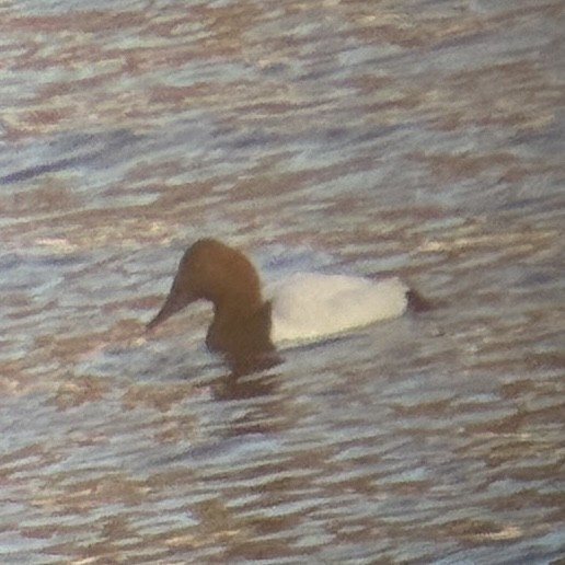 Canvasback - ML652565805