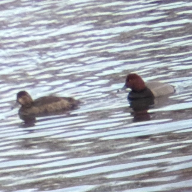 Redhead - ML652565838