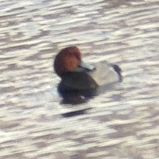 Redhead - ML652565839