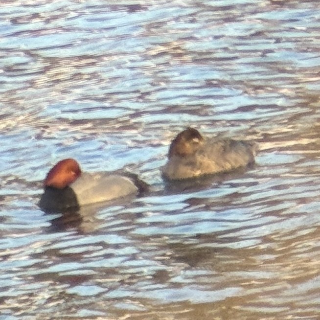 Redhead - ML652565840