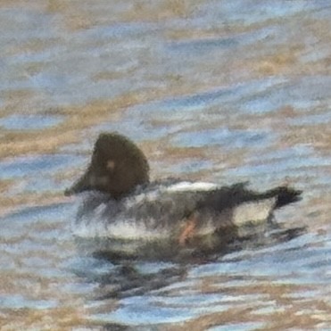 Murgilari urrebegia - ML652565911