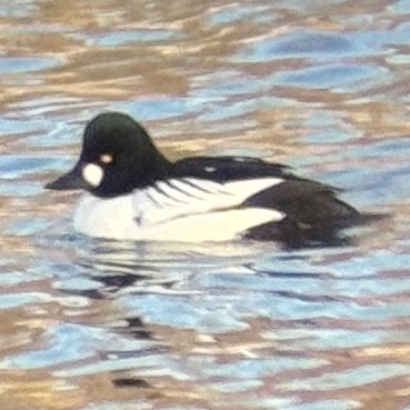 Murgilari urrebegia - ML652565912