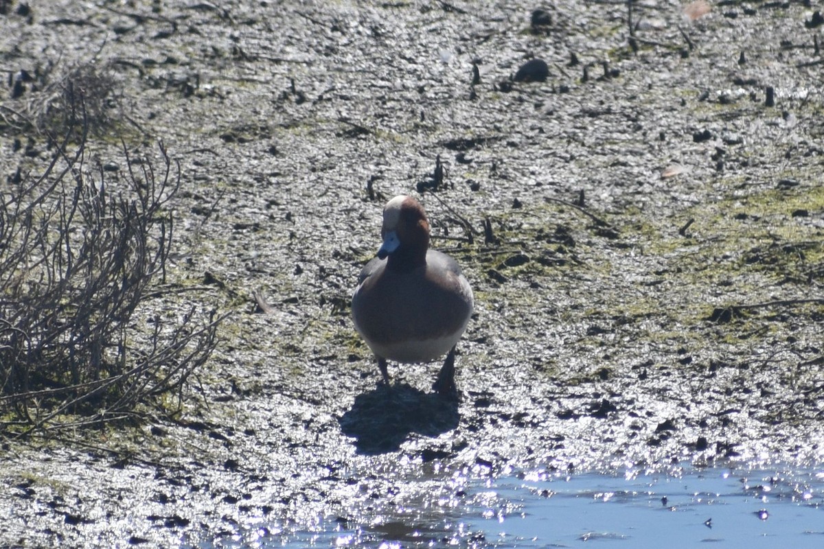 홍머리오리 - ML652565954