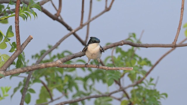 Tree Swallow - ML652565962