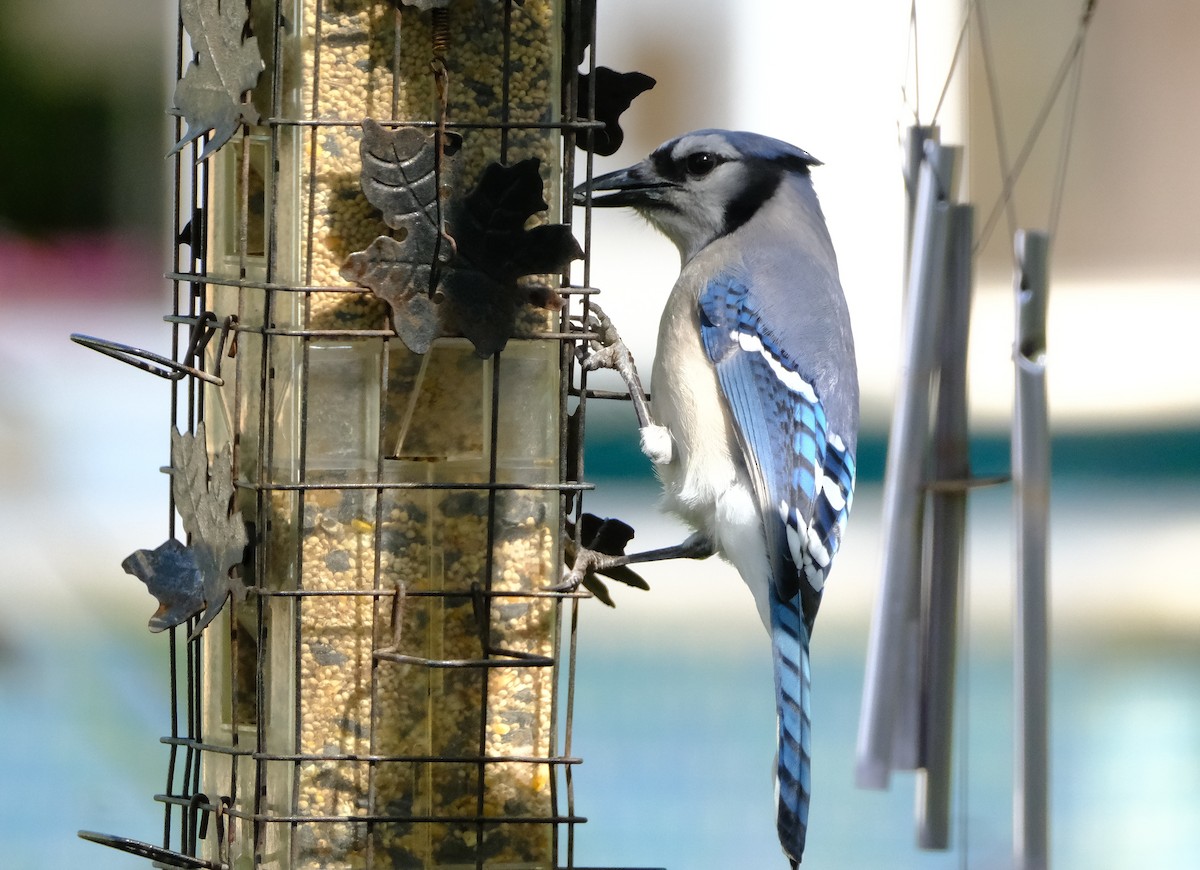 Blue Jay - ML652565987