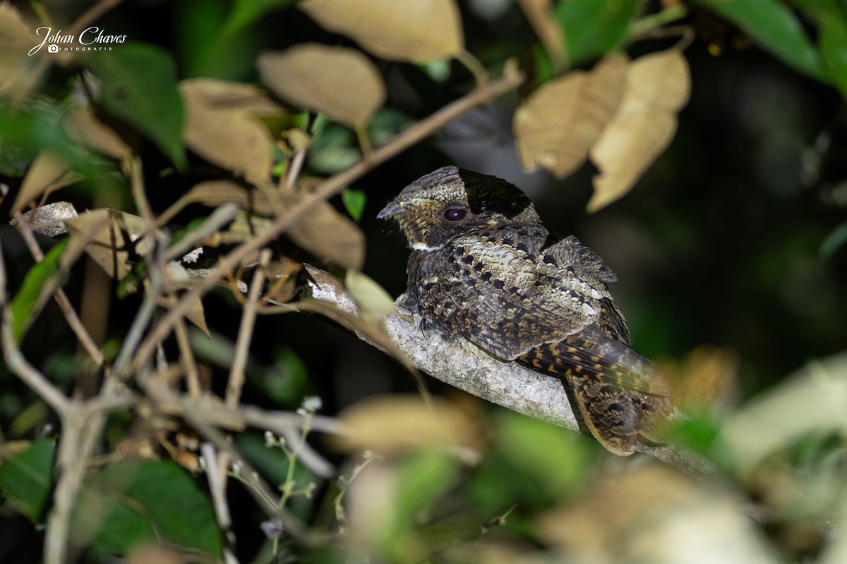 Rufous Nightjar - ML652565988