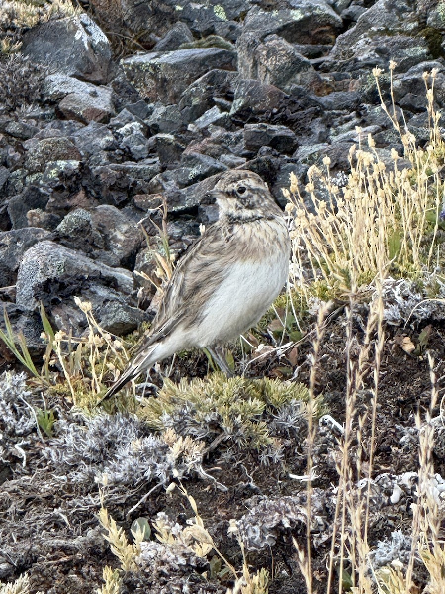 ハマヒバリ - ML652566077