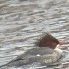 Zerra handia - ML652566170