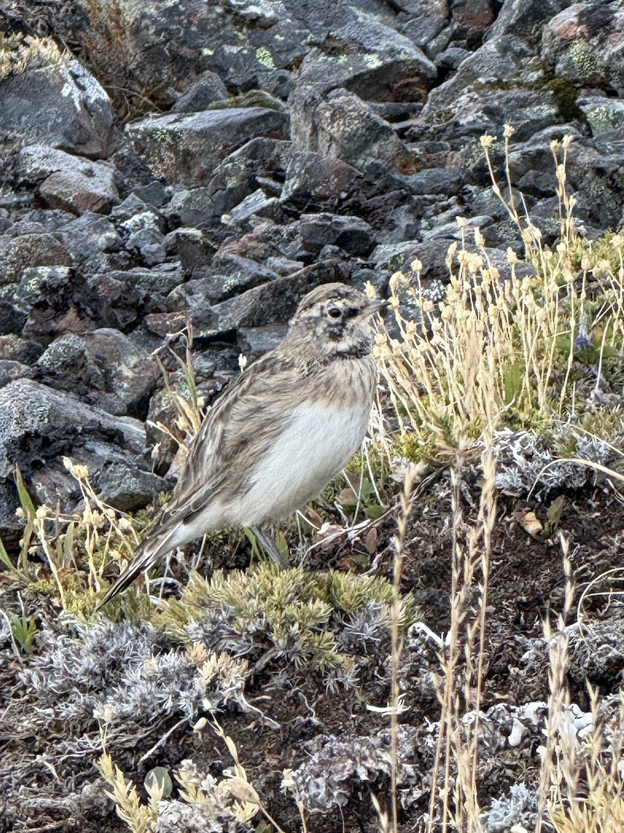 ハマヒバリ - ML652566180