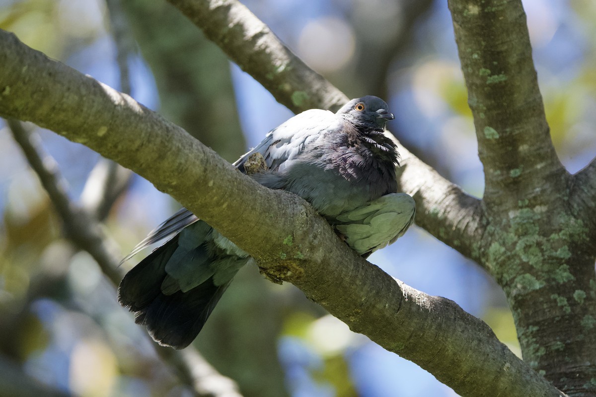 Rock Pigeon (Feral Pigeon) - ML652566186