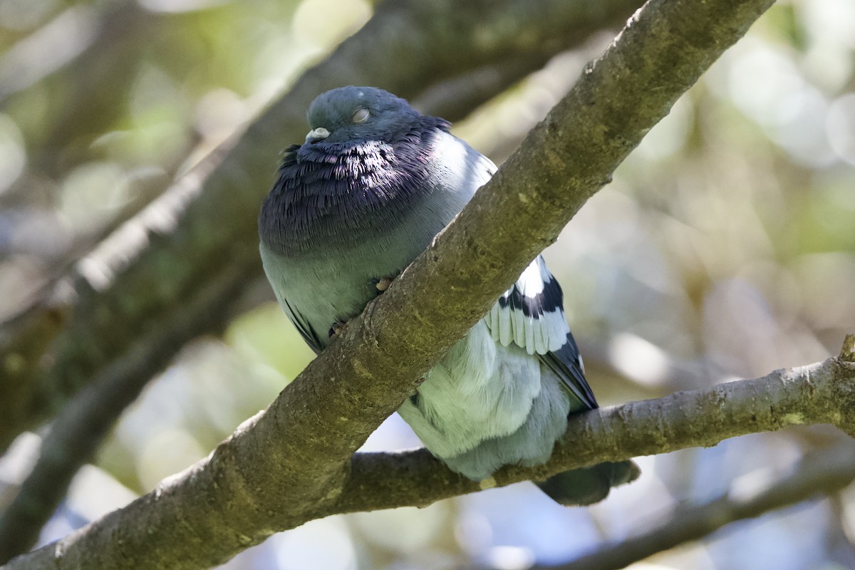 Rock Pigeon (Feral Pigeon) - ML652566189