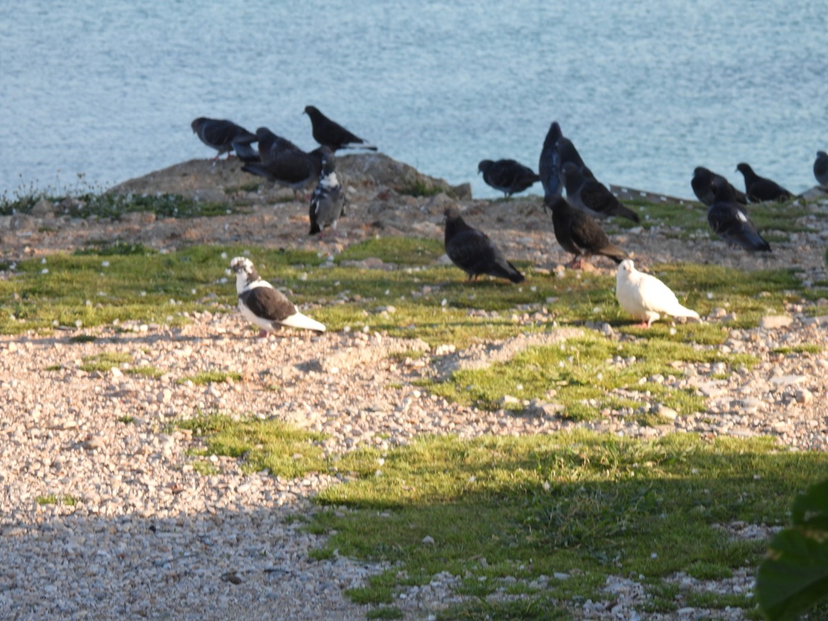 Rock Pigeon (Feral Pigeon) - ML652566293