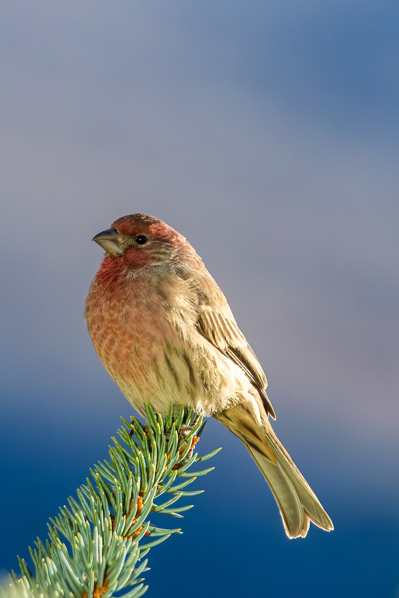 メキシコマシコ - ML652566437