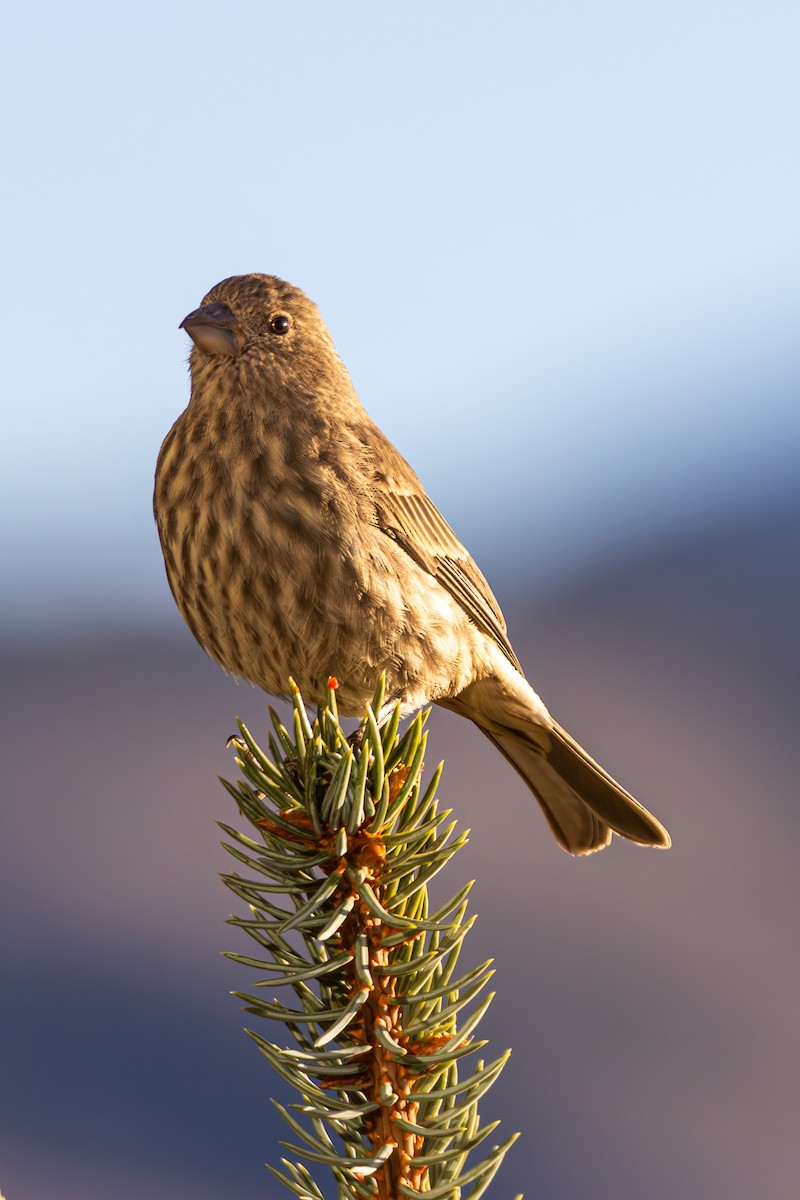 メキシコマシコ - ML652566439