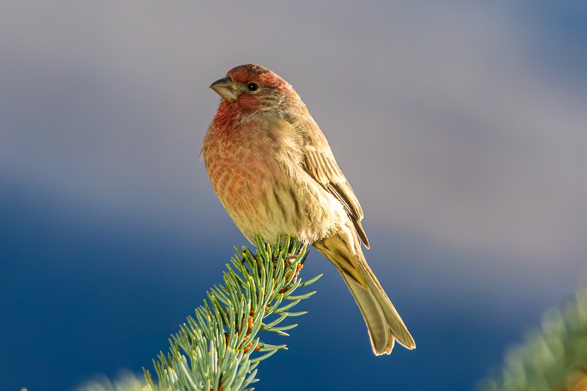 メキシコマシコ - ML652566440