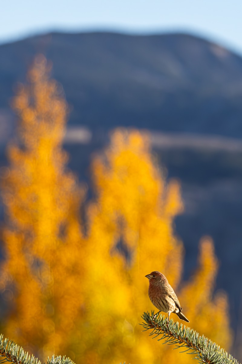 メキシコマシコ - ML652566442