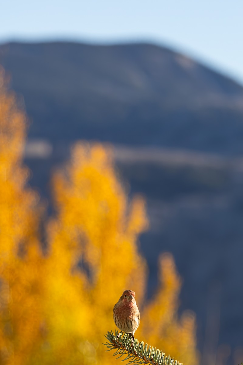 メキシコマシコ - ML652566443