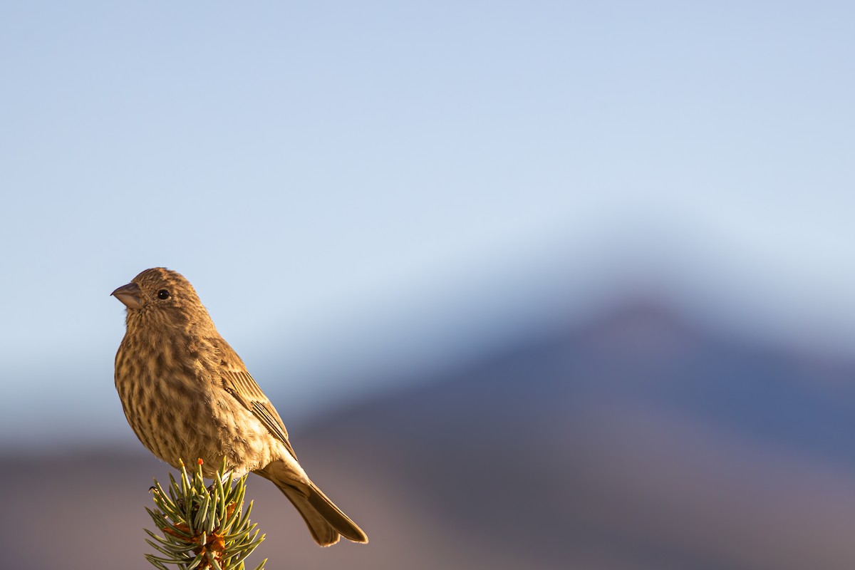 メキシコマシコ - ML652566444