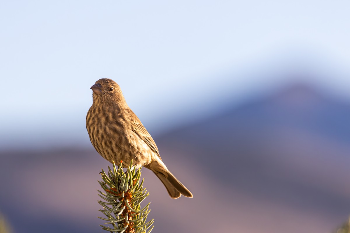 メキシコマシコ - ML652566445