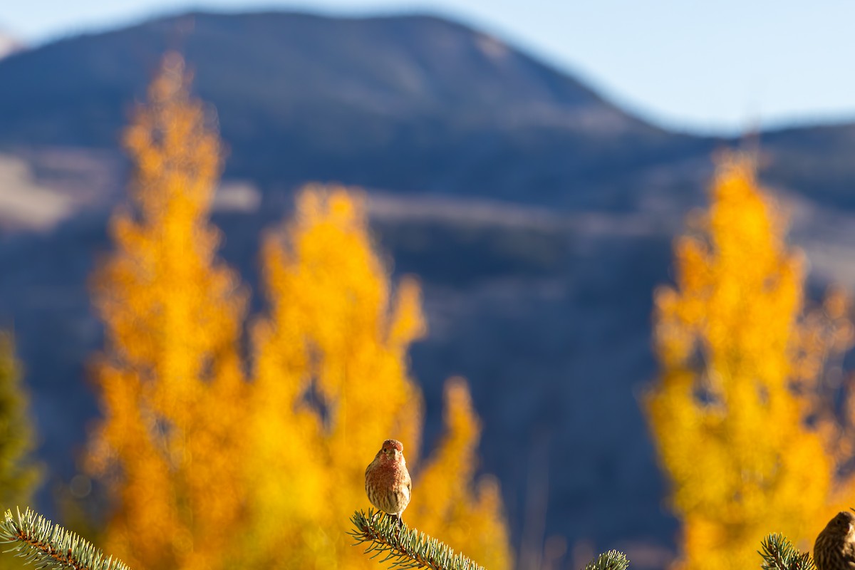 メキシコマシコ - ML652566446