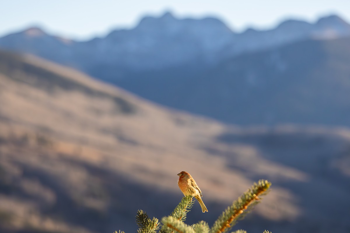 メキシコマシコ - ML652566448