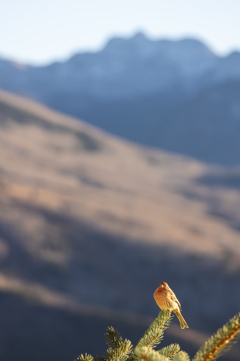 メキシコマシコ - ML652566449