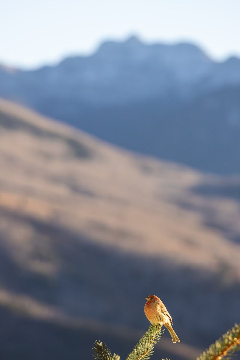 メキシコマシコ - ML652566450