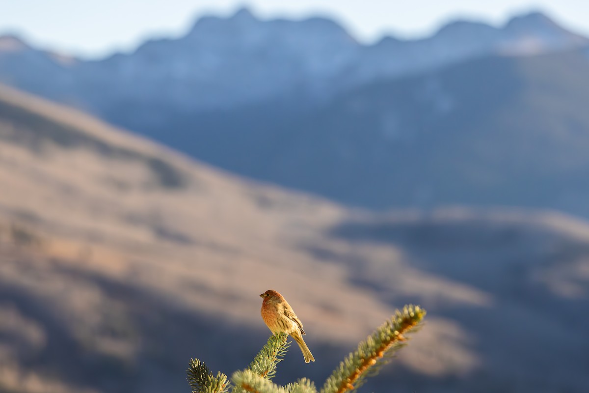 メキシコマシコ - ML652566451