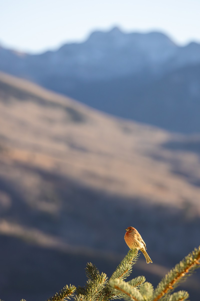 メキシコマシコ - ML652566452