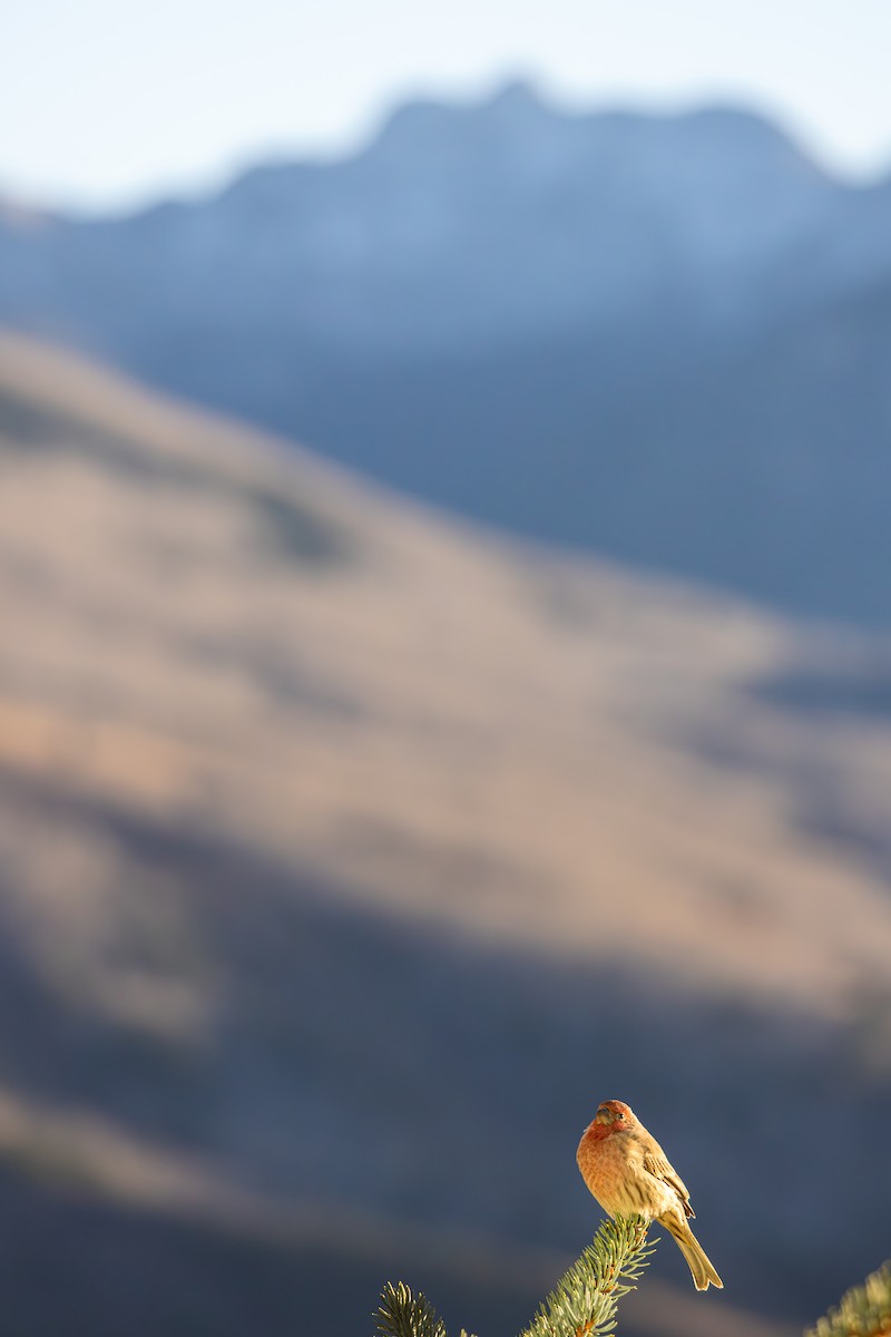 メキシコマシコ - ML652566453