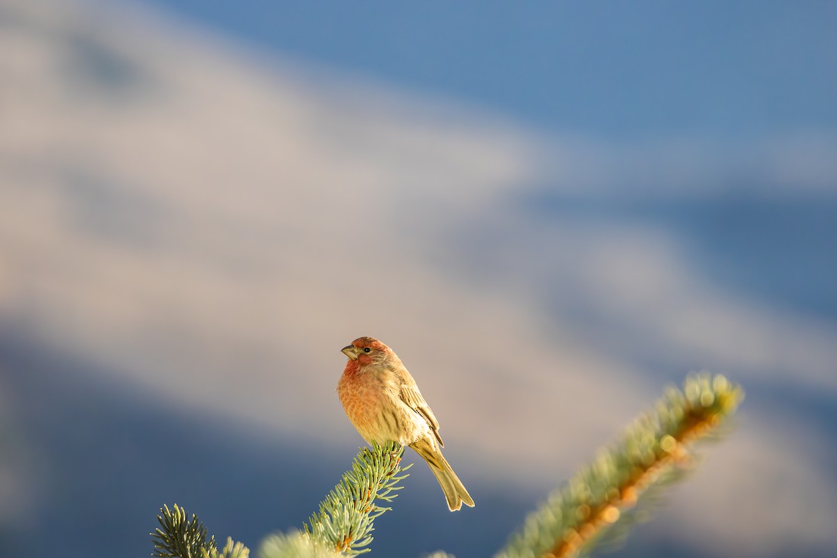 メキシコマシコ - ML652566454