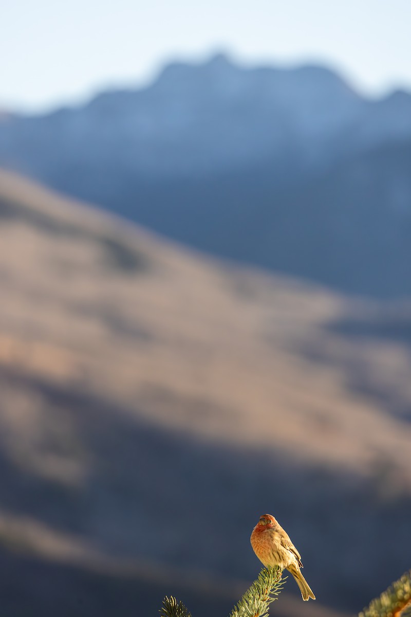 メキシコマシコ - ML652566455