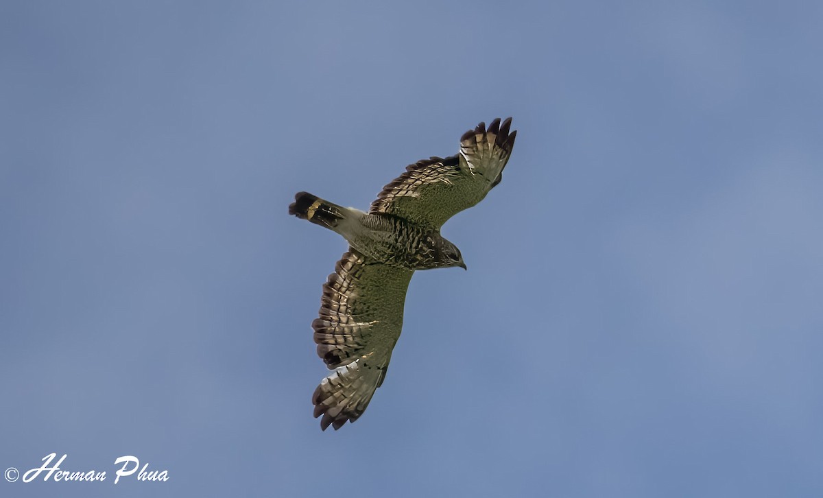 Busardo Aliancho - ML652566460