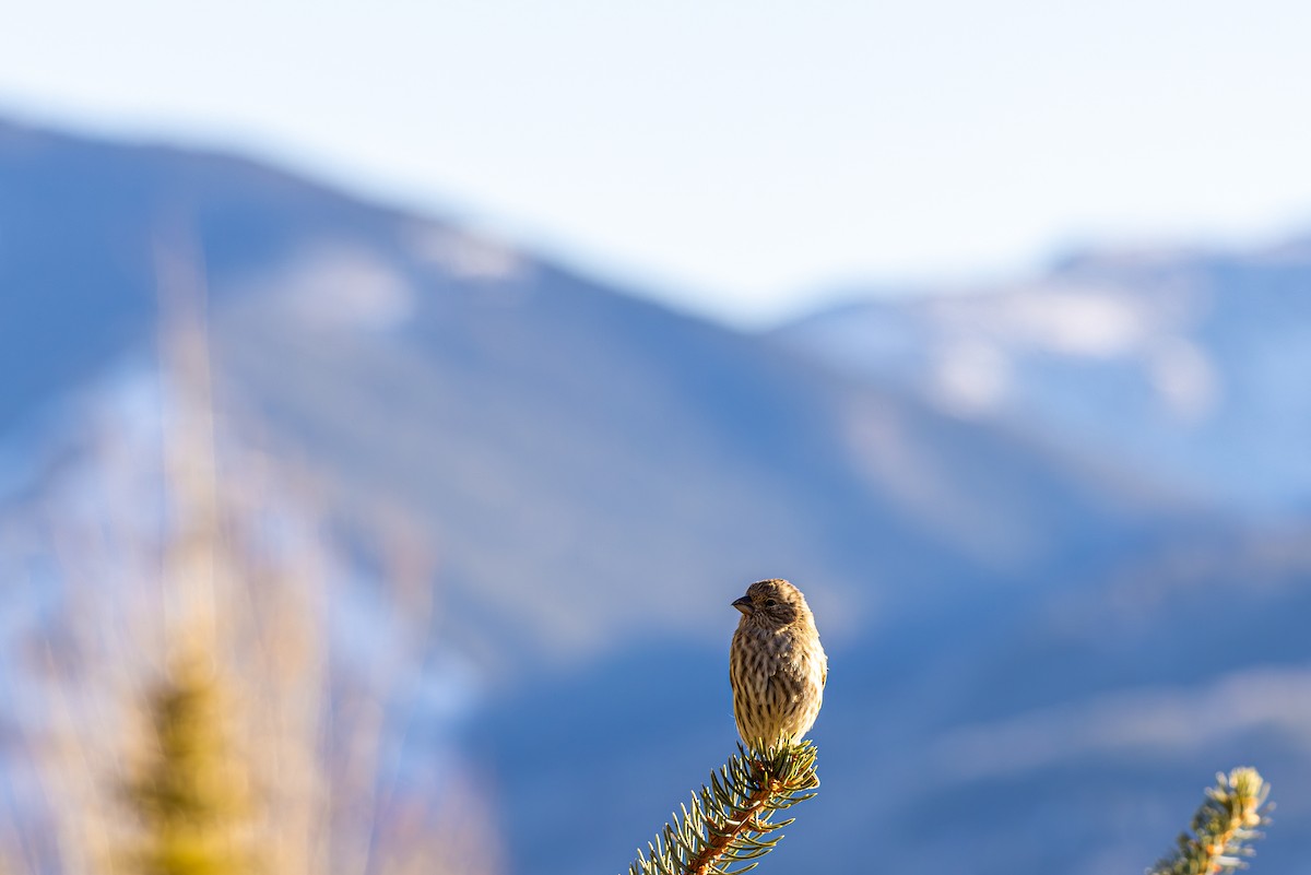 メキシコマシコ - ML652566677