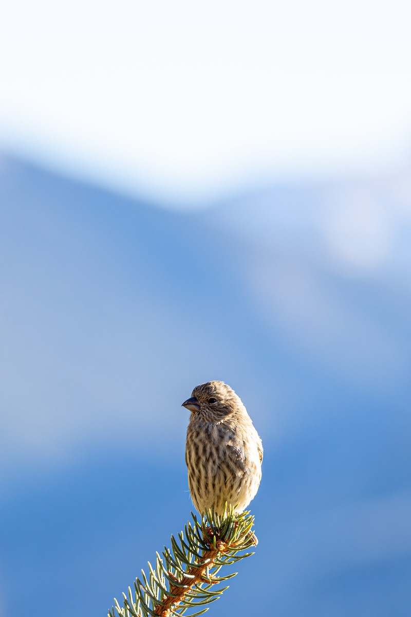 メキシコマシコ - ML652566678