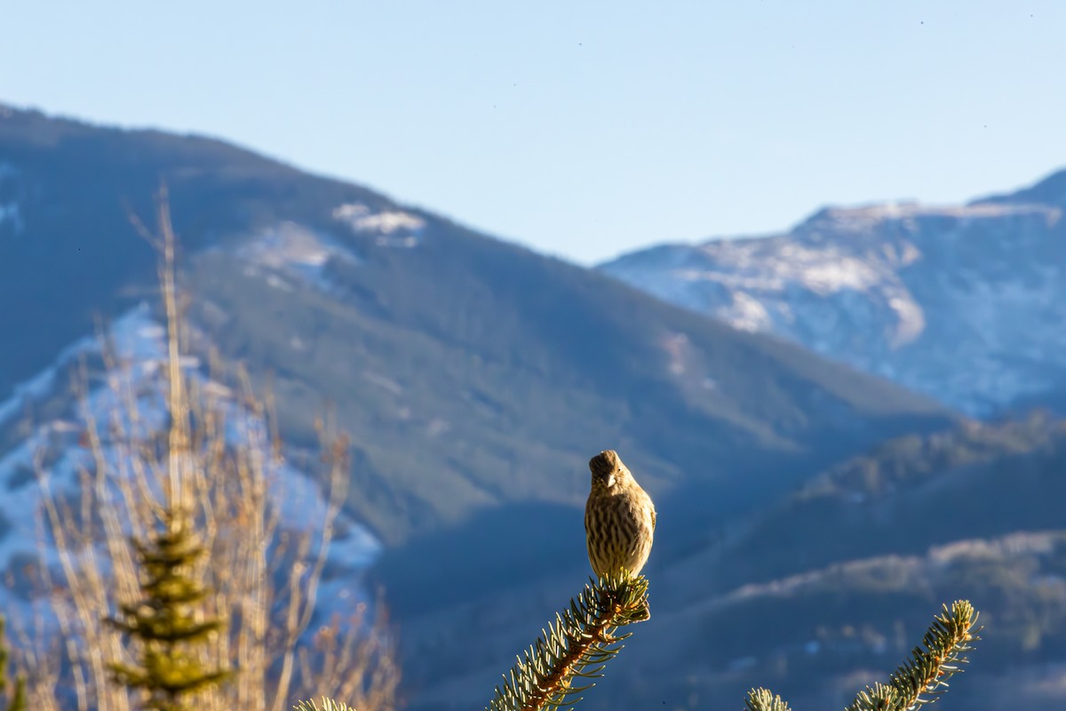 メキシコマシコ - ML652566679