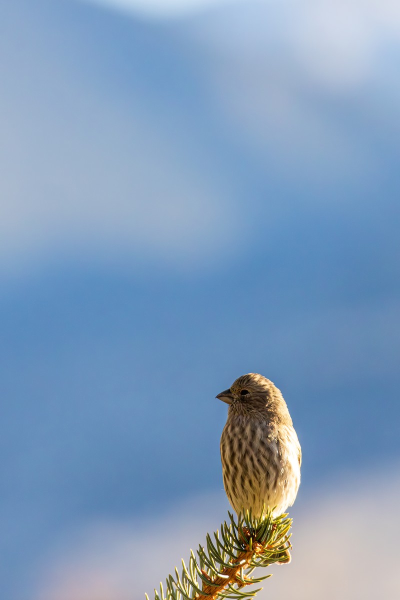 メキシコマシコ - ML652566680